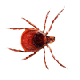 SPARK Pest Control Services, Bhopal 9617696355